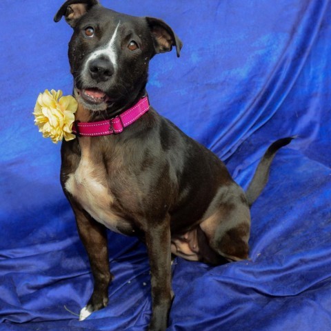 Kanga, an adoptable Mixed Breed in Glenfield, NY, 13343 | Photo Image 1