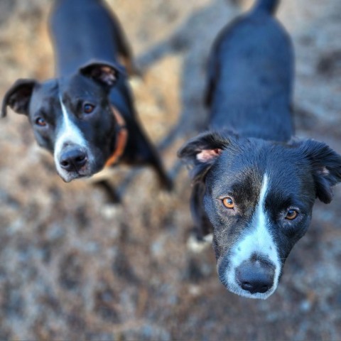 Kanga, an adoptable Mixed Breed in Glenfield, NY, 13343 | Photo Image 3