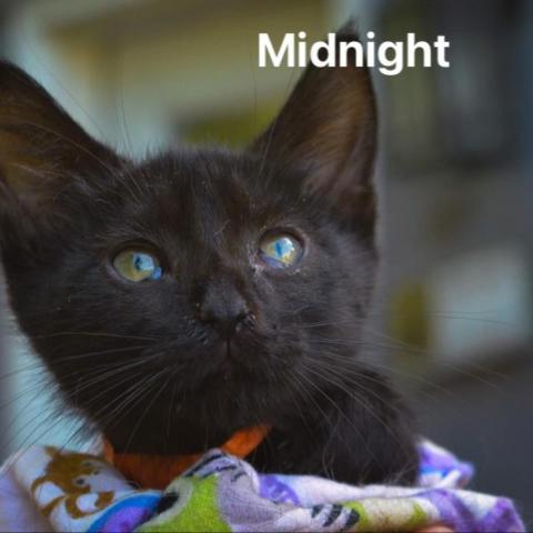 Midnight, an adoptable Domestic Short Hair in Glenfield, NY_image-1