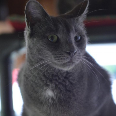 Squeak, an adoptable Domestic Short Hair in Glenfield, NY, 13343 | Photo Image 1