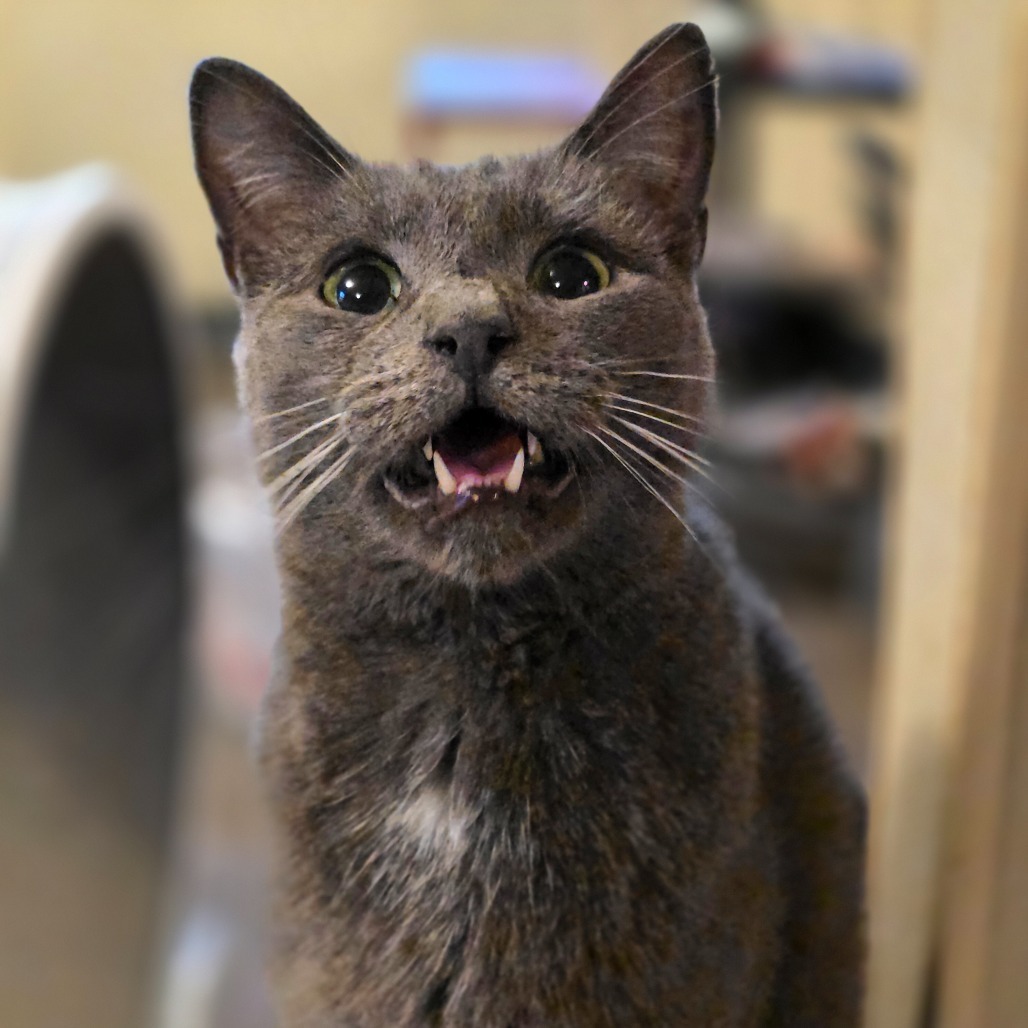 Squeak, an adoptable Domestic Short Hair in Glenfield, NY, 13343 | Photo Image 1