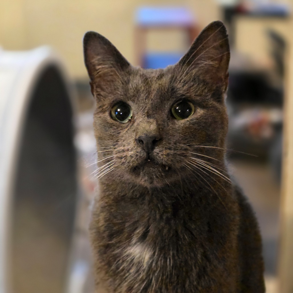 Squeak, an adoptable Domestic Short Hair in Glenfield, NY, 13343 | Photo Image 3