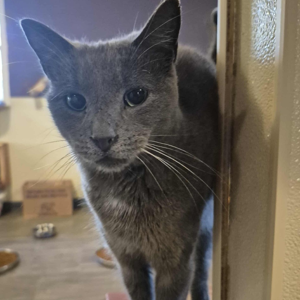 Squeak, an adoptable Domestic Short Hair in Glenfield, NY, 13343 | Photo Image 4
