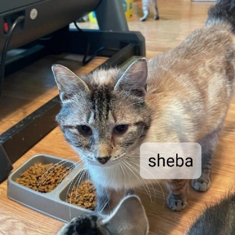 Sheba (tink), an adoptable Siamese in Glenfield, NY, 13343 | Photo Image 1