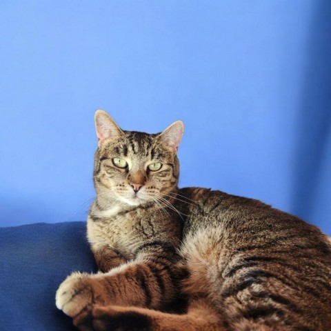 Greta, an adoptable Domestic Short Hair in Glenfield, NY, 13343 | Photo Image 1