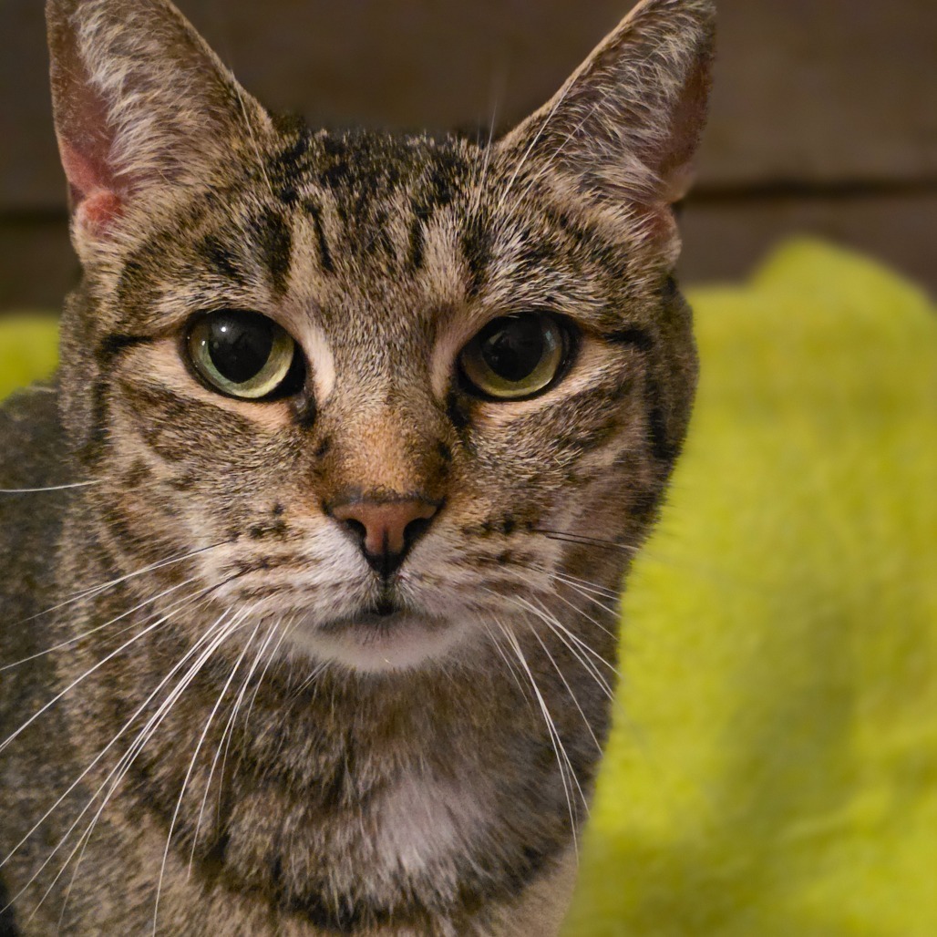 Greta, an adoptable Domestic Short Hair in Glenfield, NY, 13343 | Photo Image 1