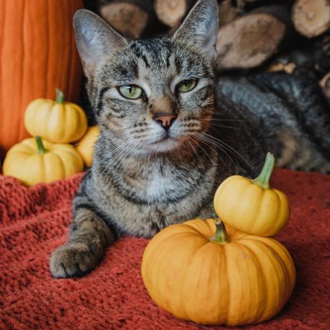 Greta, an adoptable Domestic Short Hair in Glenfield, NY, 13343 | Photo Image 2