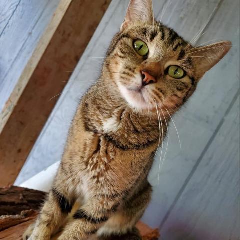 Greta, an adoptable Domestic Short Hair in Glenfield, NY, 13343 | Photo Image 4