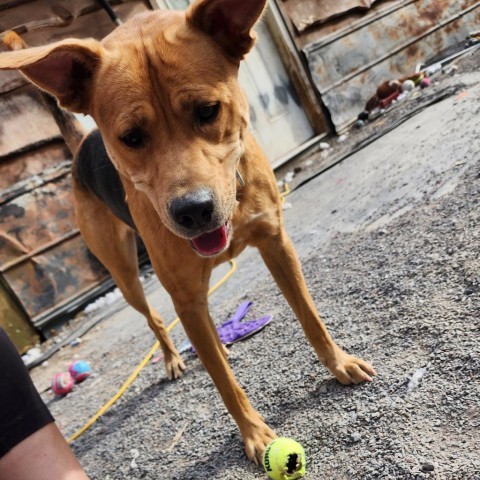 Charlie, an adoptable Mixed Breed in Glenfield, NY, 13343 | Photo Image 2