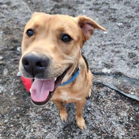 Charlie, an adoptable Mixed Breed in Glenfield, NY, 13343 | Photo Image 4