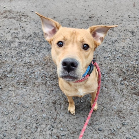 Charlie, an adoptable Mixed Breed in Glenfield, NY, 13343 | Photo Image 5