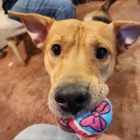 Charlie, an adoptable Mixed Breed in Glenfield, NY, 13343 | Photo Image 6