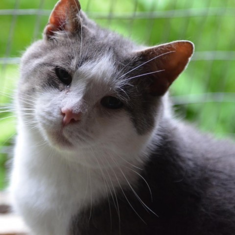 Jane, an adoptable Domestic Short Hair in Glenfield, NY, 13343 | Photo Image 1