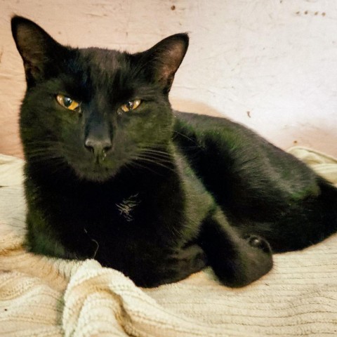 Chef, an adoptable Domestic Short Hair in Glenfield, NY, 13343 | Photo Image 2