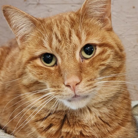 Otis, an adoptable Domestic Short Hair in Glenfield, NY, 13343 | Photo Image 1