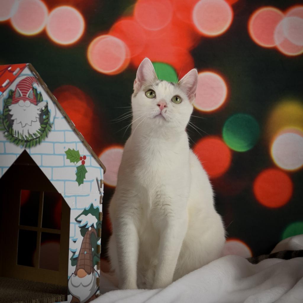 Rancher, an adoptable Domestic Short Hair in Glenfield, NY, 13343 | Photo Image 3