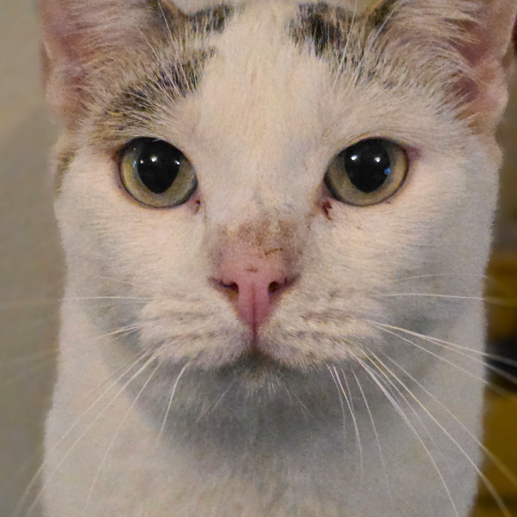 Rancher, an adoptable Domestic Short Hair in Glenfield, NY, 13343 | Photo Image 3