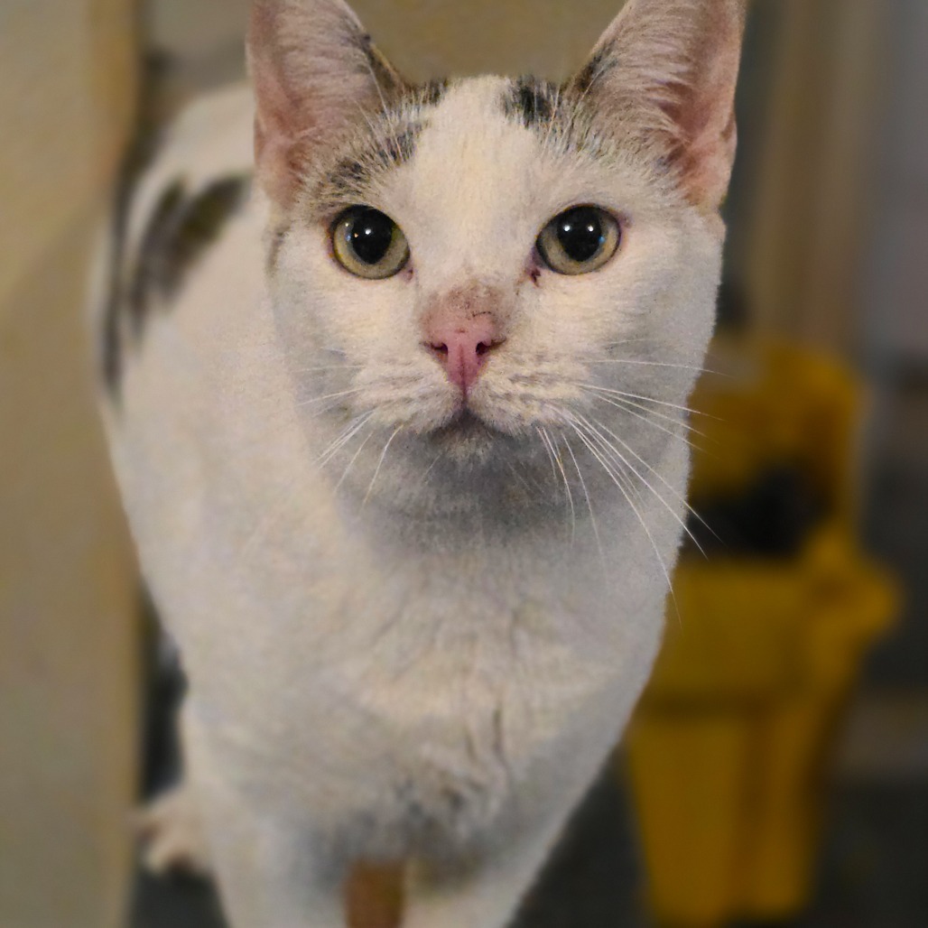 Rancher, an adoptable Domestic Short Hair in Glenfield, NY, 13343 | Photo Image 4