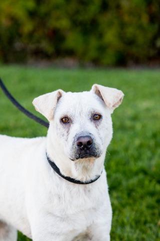 Booth, an adoptable Labrador Retriever, Shar-Pei in Vancouver, BC, V5M 2Y3 | Photo Image 1