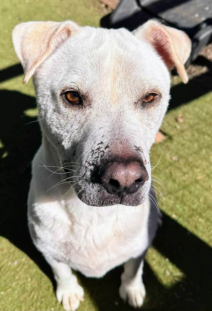 Booth, an adoptable Labrador Retriever, Shar-Pei in Vancouver, BC, V5M 2Y3 | Photo Image 2