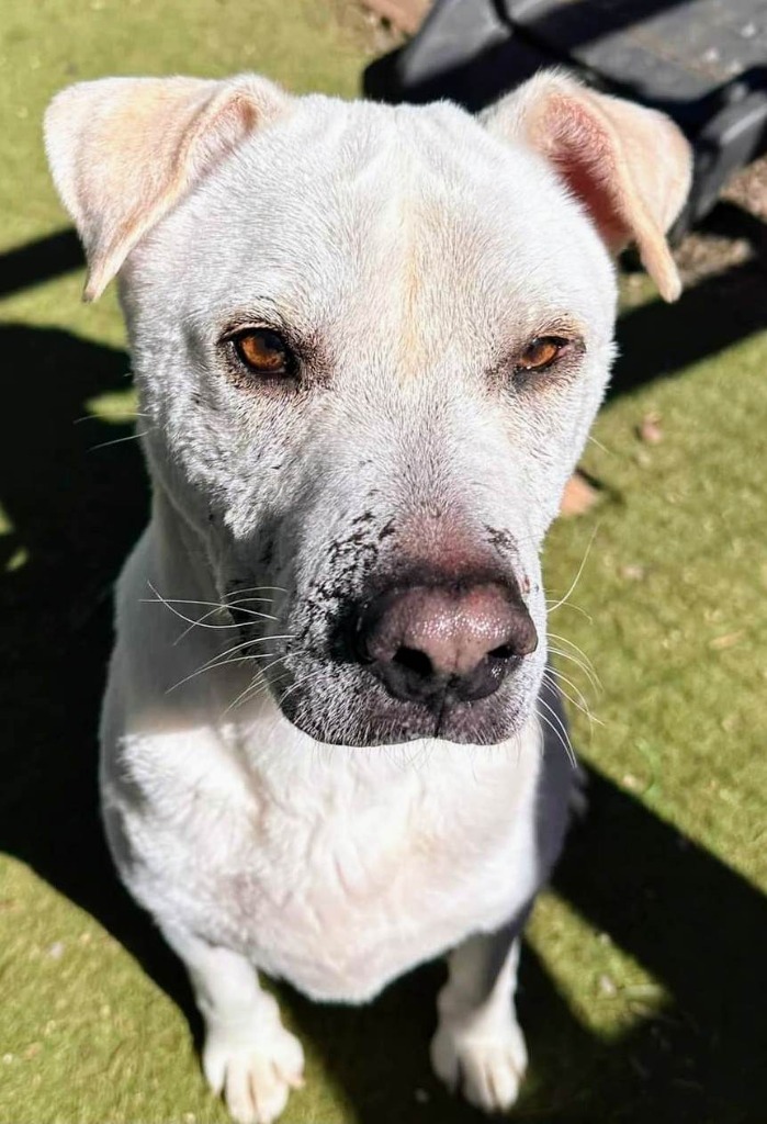 Booth, an adoptable Labrador Retriever, Shar-Pei in Vancouver, BC, V5M 2Y3 | Photo Image 3