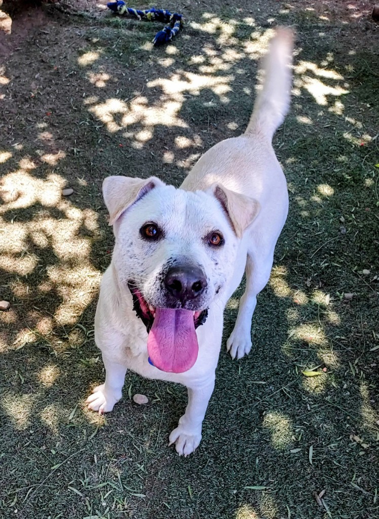 Booth, an adoptable Labrador Retriever, Shar-Pei in Vancouver, BC, V5M 2Y3 | Photo Image 3