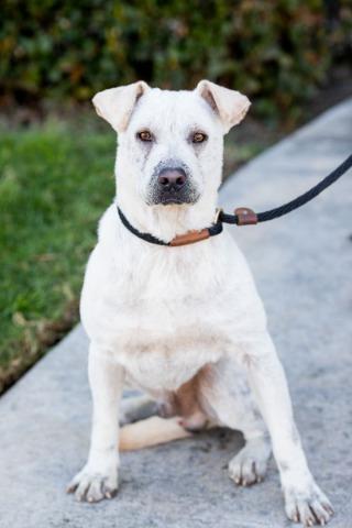 Booth, an adoptable Labrador Retriever, Shar-Pei in Vancouver, BC, V5M 2Y3 | Photo Image 7