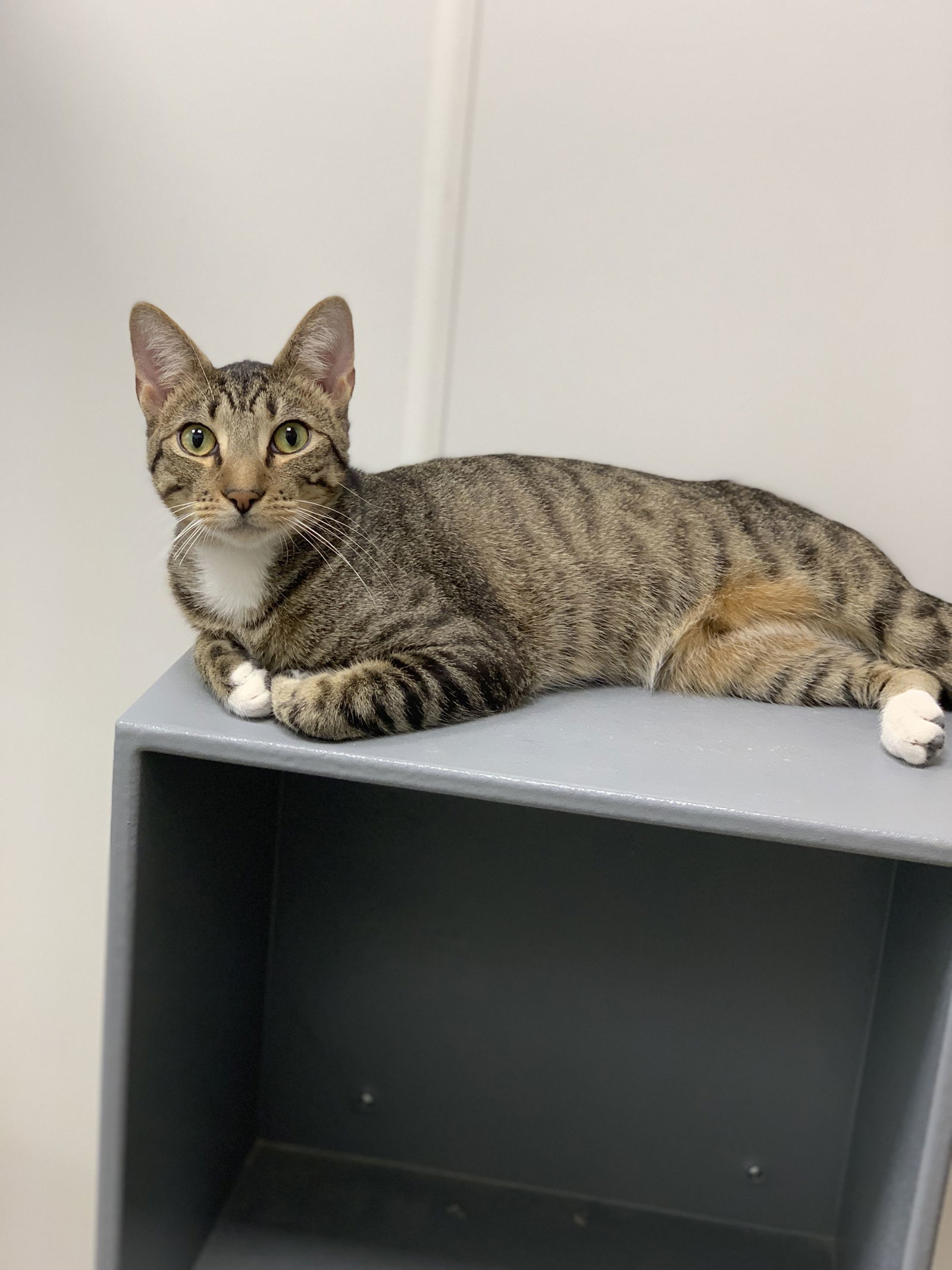 Caesar K, an adoptable Domestic Short Hair in Rosenberg, TX, 77471 | Photo Image 1