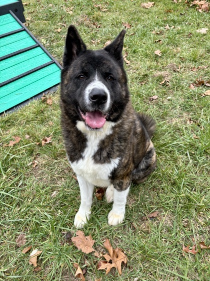 Bruno, an adoptable Akita, Mixed Breed in Cumberland, MD, 21502 | Photo Image 1