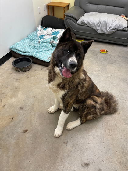 Bruno, an adoptable Akita, Mixed Breed in Cumberland, MD, 21502 | Photo Image 2