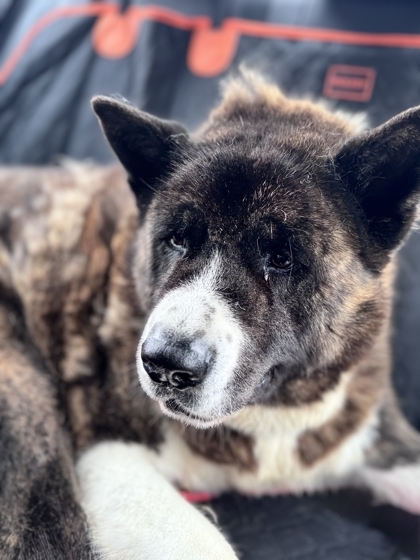 Bruno, an adoptable Akita, Mixed Breed in Cumberland, MD, 21502 | Photo Image 2