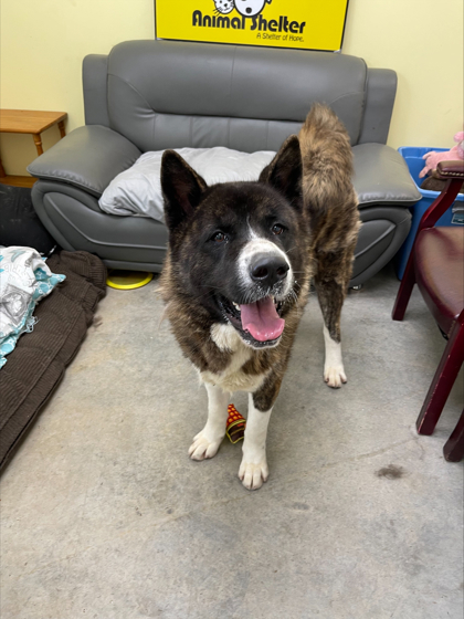 Bruno, an adoptable Akita, Mixed Breed in Cumberland, MD, 21502 | Photo Image 3