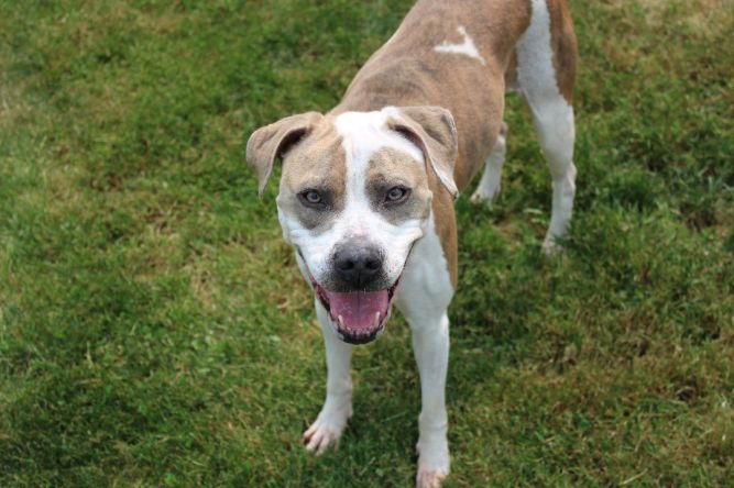 Dog for adoption - Funyun, a Pit Bull Terrier Mix in Renfrew, PA