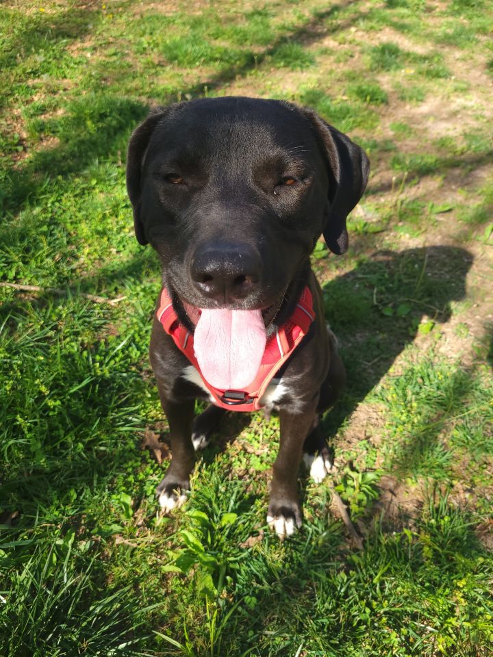 Jimbo, an adoptable Black Labrador Retriever in Springfield, MO_image-2