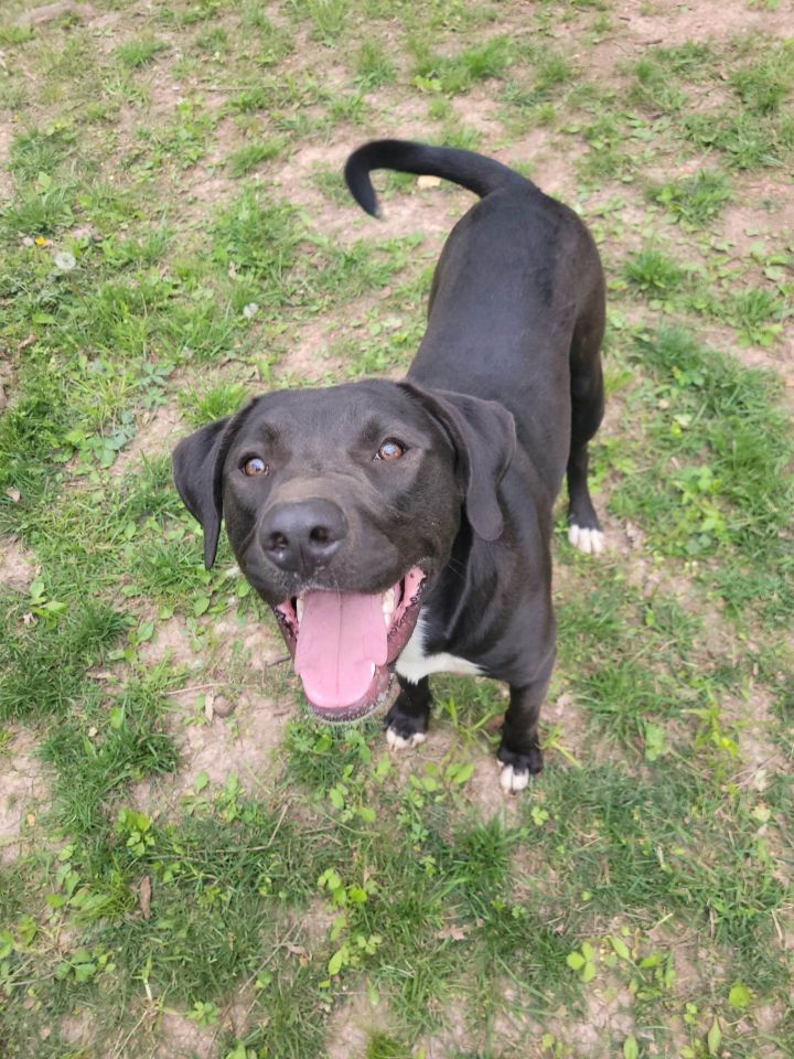 Jimbo, an adoptable Black Labrador Retriever in Springfield, MO_image-5