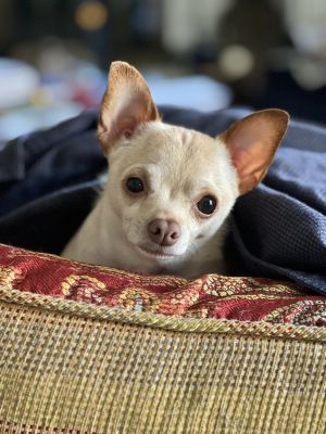 This little guy is 100 chihuahua both sassy and sweet Brought to Angels after