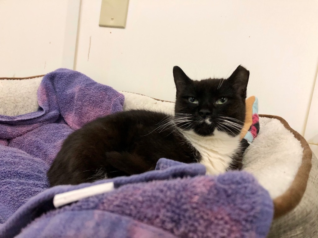 Lucky, an adoptable Domestic Short Hair in Meriden, CT, 06451 | Photo Image 1