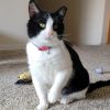 Java