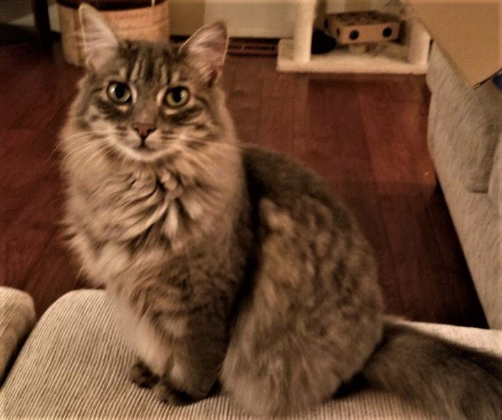 Sweetie Pie, an adoptable Domestic Long Hair & Tabby Mix in Springfield, OR_image-1