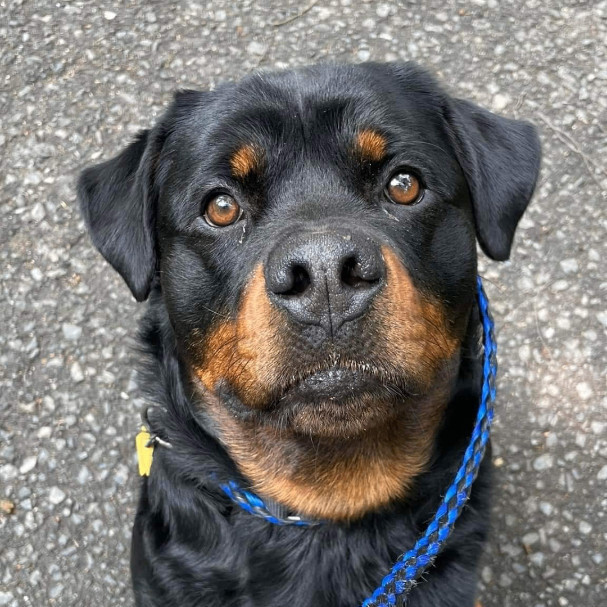 Petfinder rottweiler store