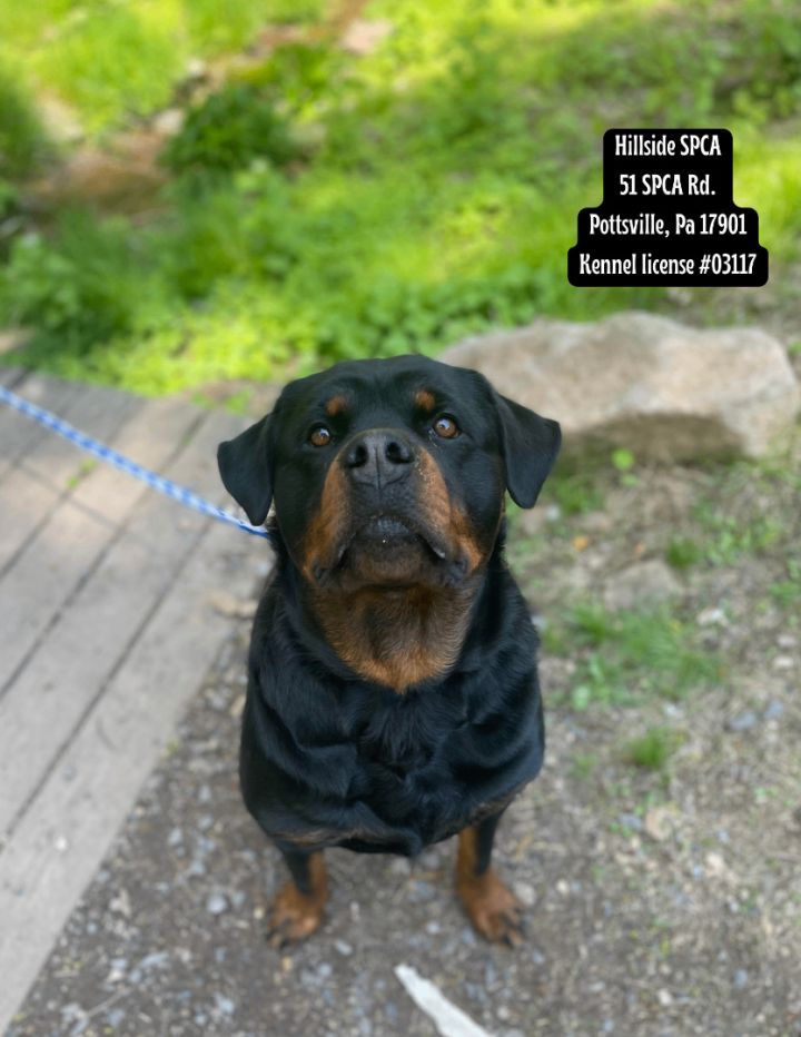 Rottweiler spca sale