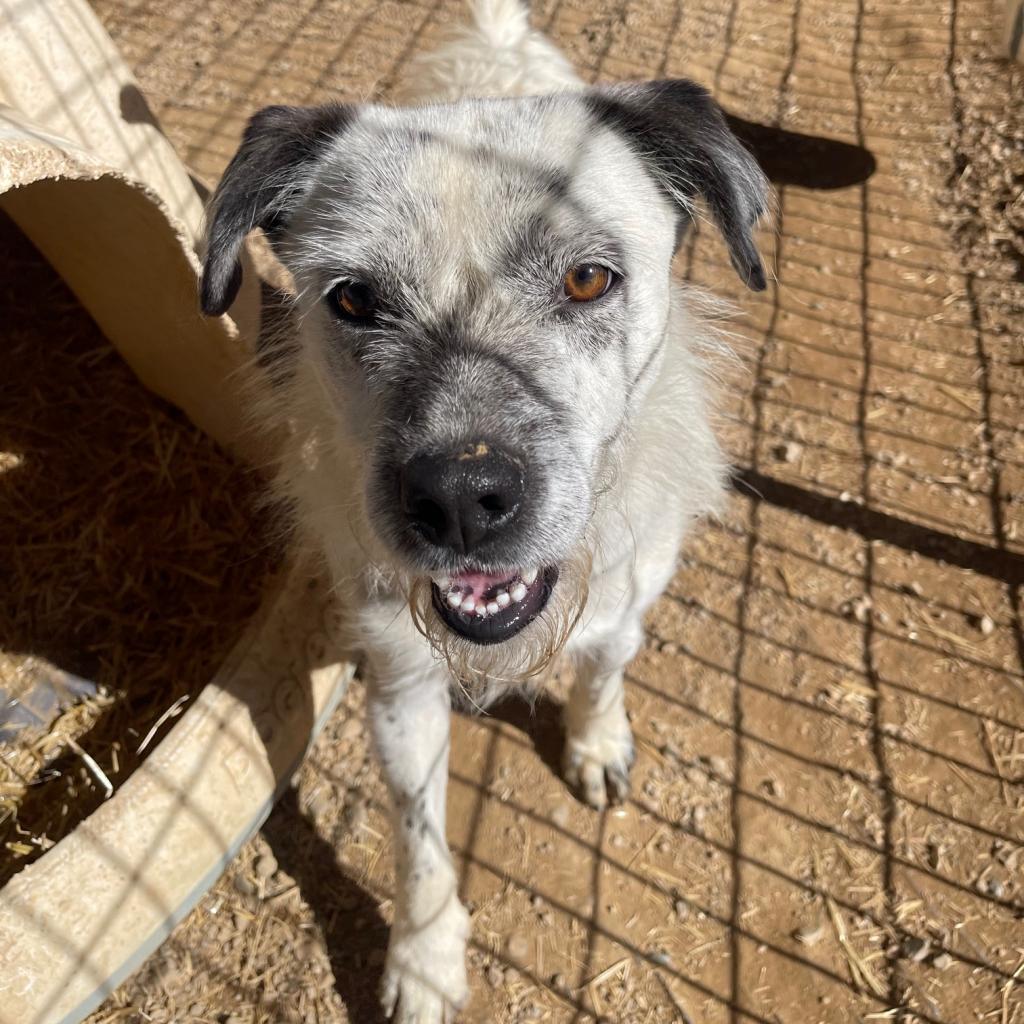 Jesse, an adoptable Australian Cattle Dog / Blue Heeler, Mixed Breed in Taos, NM, 87571 | Photo Image 1