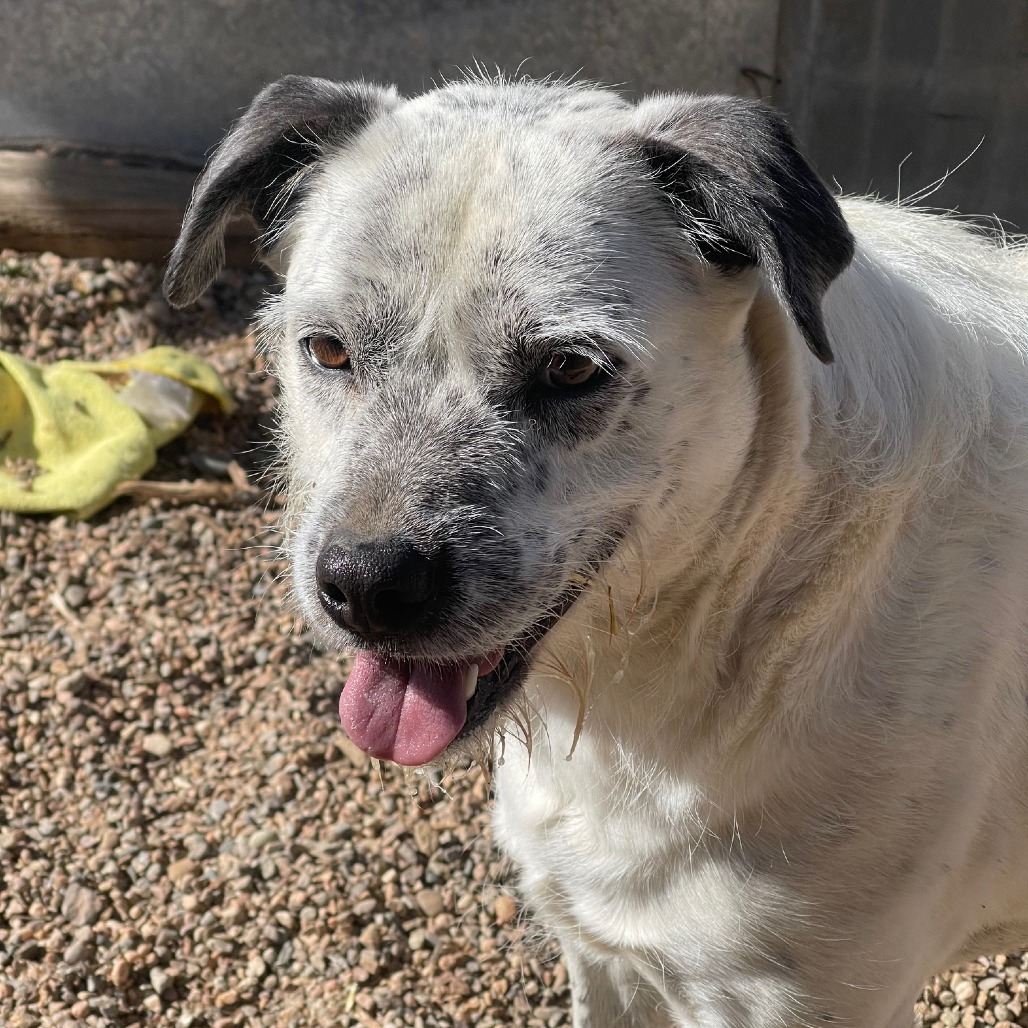 Jesse, an adoptable Australian Cattle Dog / Blue Heeler, Mixed Breed in Taos, NM, 87571 | Photo Image 1