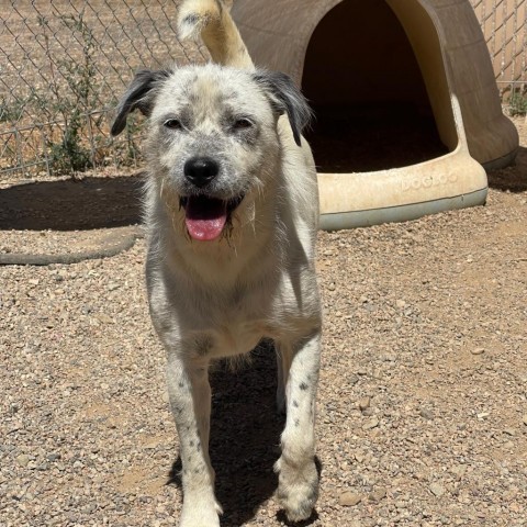 Jesse, an adoptable Australian Cattle Dog / Blue Heeler, Mixed Breed in Taos, NM, 87571 | Photo Image 2