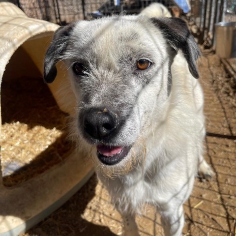 Jesse, an adoptable Australian Cattle Dog / Blue Heeler, Mixed Breed in Taos, NM, 87571 | Photo Image 2