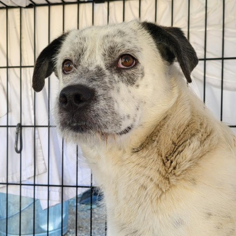 Jesse, an adoptable Australian Cattle Dog / Blue Heeler, Mixed Breed in Taos, NM, 87571 | Photo Image 2