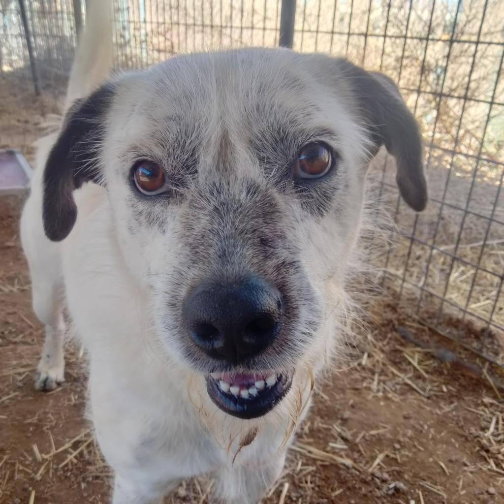 Jesse, an adoptable Australian Cattle Dog / Blue Heeler, Mixed Breed in Taos, NM, 87571 | Photo Image 2