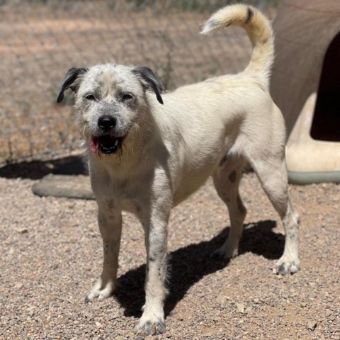 Jesse, an adoptable Australian Cattle Dog / Blue Heeler, Mixed Breed in Taos, NM, 87571 | Photo Image 3