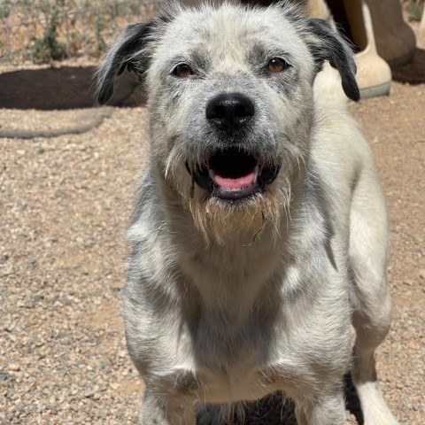 Jesse, an adoptable Australian Cattle Dog / Blue Heeler, Mixed Breed in Taos, NM, 87571 | Photo Image 3