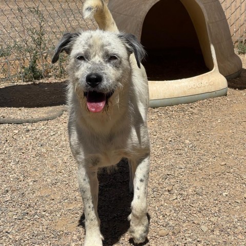 Jesse, an adoptable Australian Cattle Dog / Blue Heeler, Mixed Breed in Taos, NM, 87571 | Photo Image 3